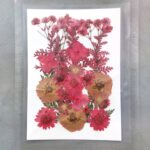 Red Vintage Real Natural Dried Pressed Flower | Vacuum-Sealed Pack for Resin Art, Jewelry & Crafts